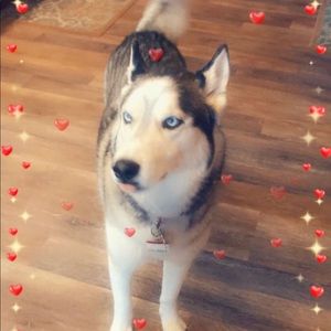 Meet your Posher, Taylor